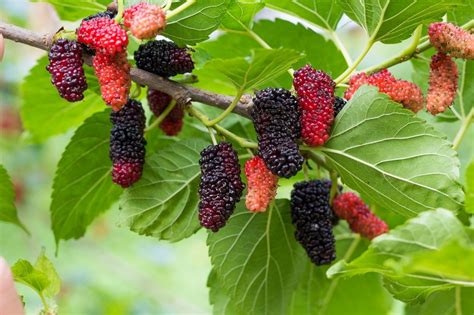 mulberry varieties list.